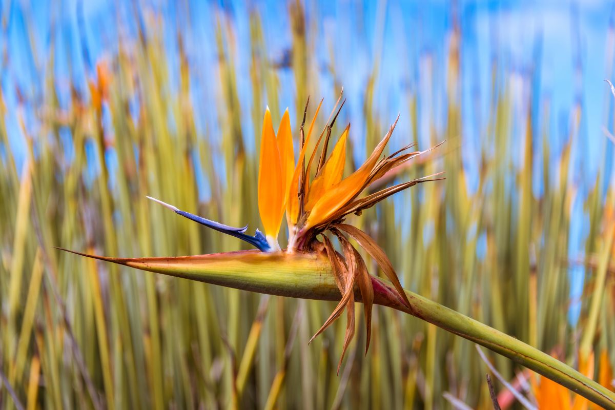 Strelitzia juncea.jpg